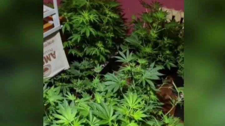 В одной из квартир Петербурга житель Кубани обустроил наркоплантацию