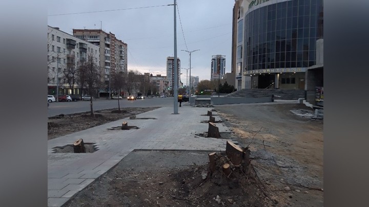 В центре Челябинска вырубили 6 молодых лип