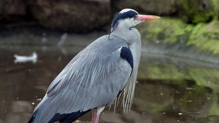 Спасение серой цапли в Петербурге кончилось заселением в коммунальную квартиру