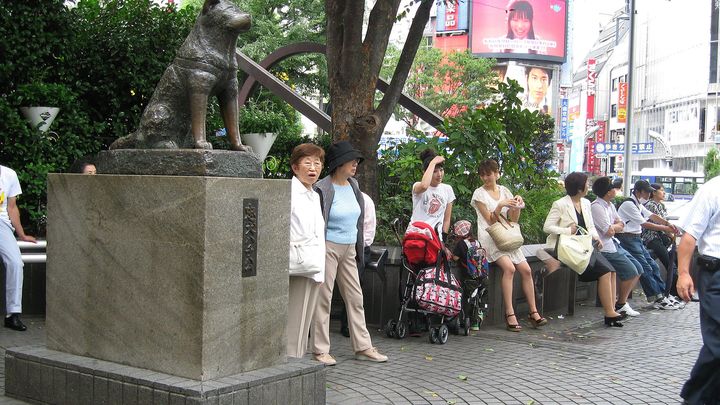 Фильм Хатико: Самый верный друг - равнодушными останутся только железные сердца