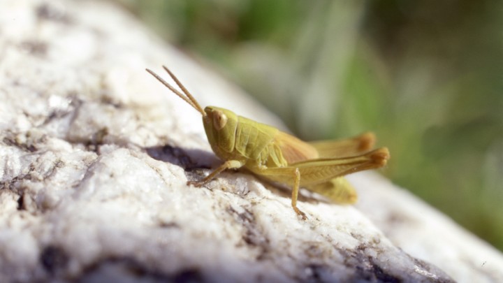 Пельмени всё. Переходим на кузнечиков: Мясников объяснил, что мы будем скоро есть