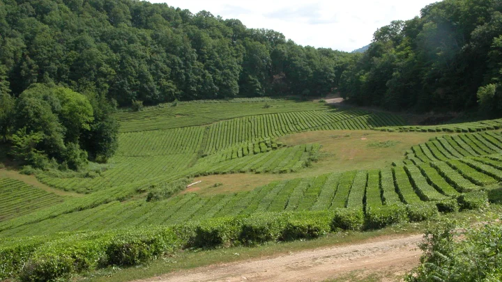 Прокуратура выявила хищение земель в Анапе стоимостью более 20 млн рублей
