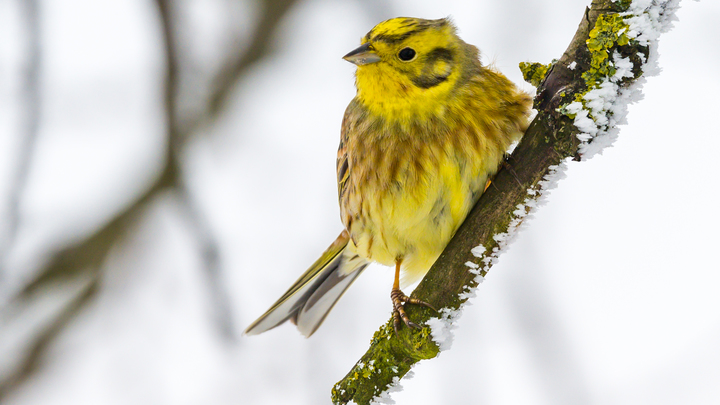 Овсянки 3 марта: что в этот день предвещает талый снег и закат