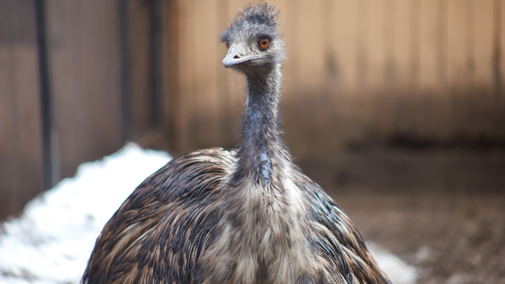 Пугали и бросали чем-то: в Армавире погиб сбежавший из вольера страус