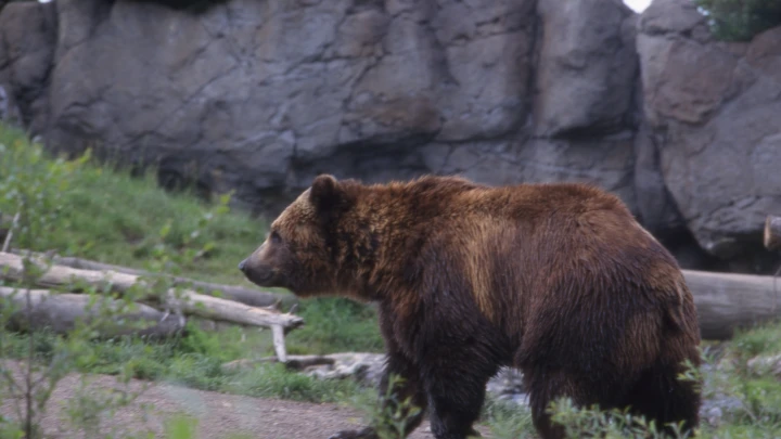 Идеальная иллюстрация: Датский депутат объяснил отношения России и США при помощи зоологии