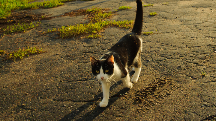 Пушистый рейтинг: Где в России кошек любят больше всего