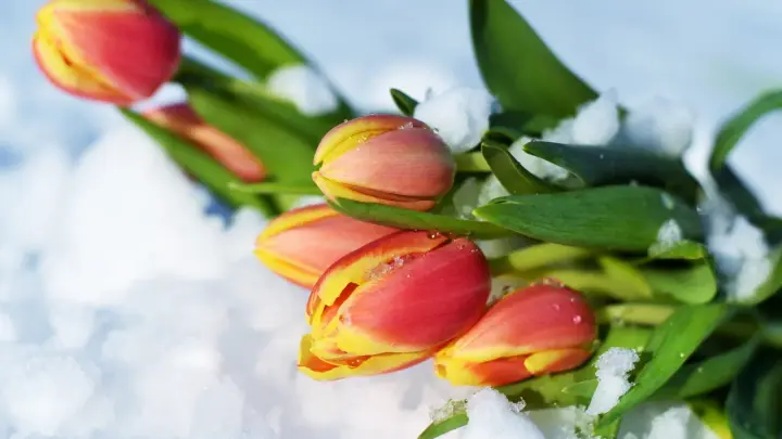 Школьнику в Нижнем Новгороде не хотели продавать цветы для мамы к 8 Марта