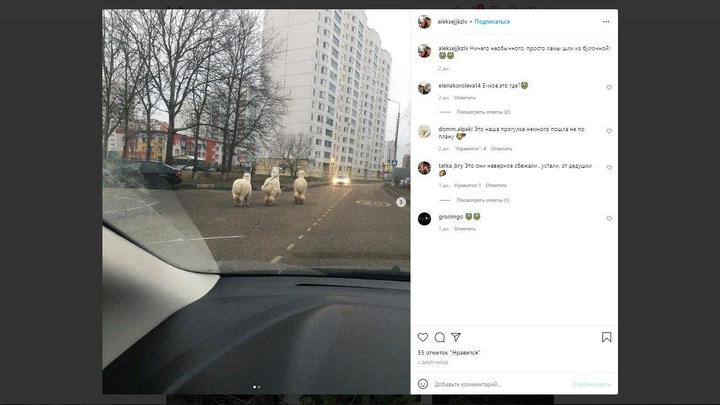 Семейство сбежавших альпак прогуливалось по улицам Серпухова