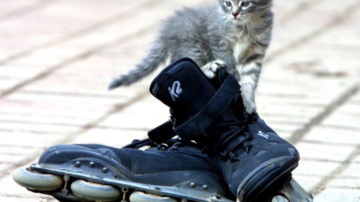 В руках - автомат, на ногах - ролики: Афганские патрульные перещеголяли сценаристов Болливуда