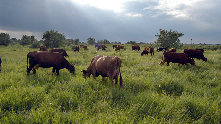 Немецкий политик призвала массово убивать животных, чтобы спастись от катастрофы