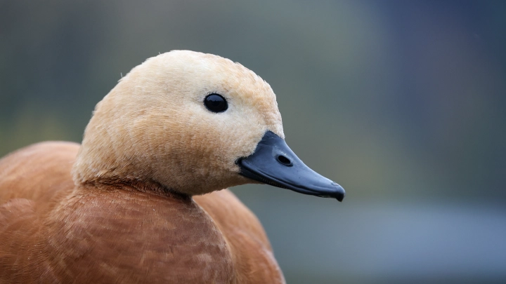 Названы необычные органы чувств, которые есть у животных, но нет у человека