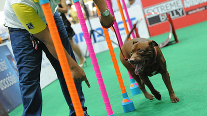 В Петербурге питбуль изуродовал лицо ребёнка