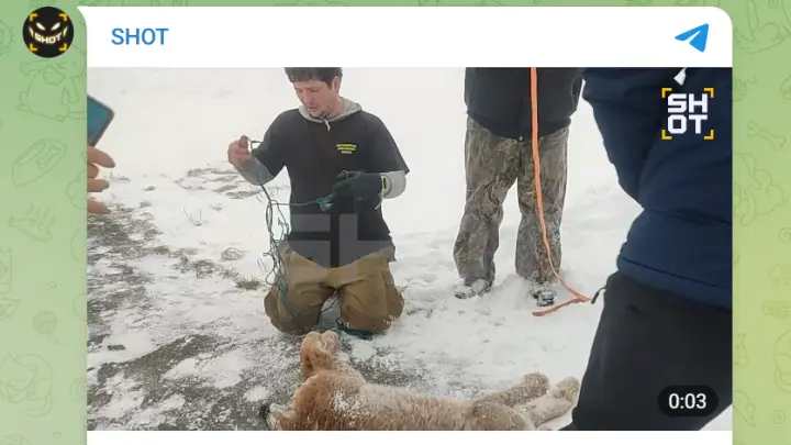 Дикая рысь напала на девочку в детском лагере Башкирии