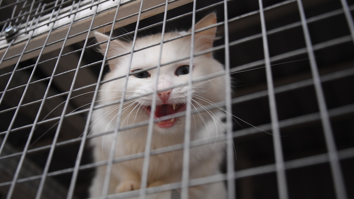 Выживший: Австралийского кота постирали вместе с бельём