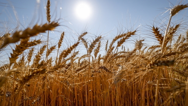 Украина будет голодать этой зимой из-за продуктовой сделки — экономист