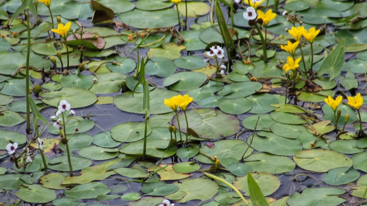 МО Литвы: M-88 лежит под илом в болоте на глубине четырех метров