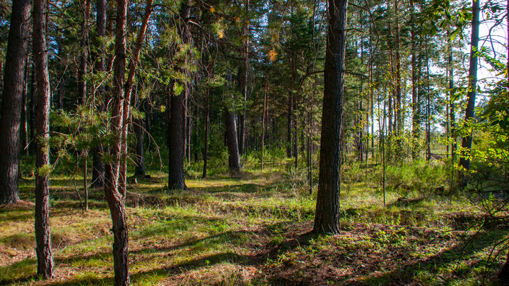 Жители Тимашевска нашли в лесу во время сбора грибов секретные документы СК и прокуратуры