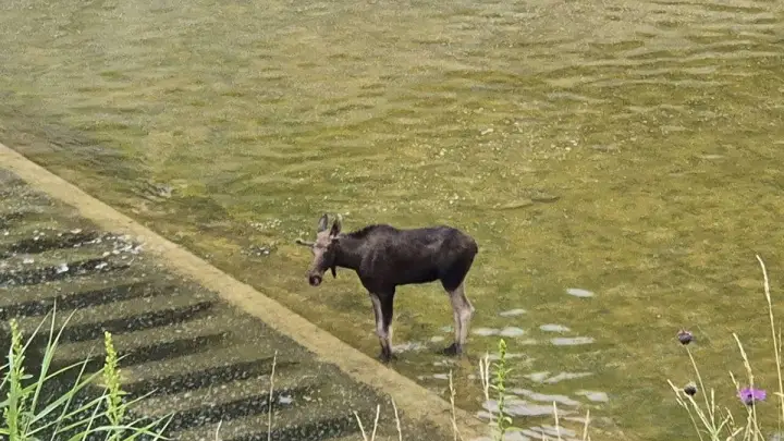 Трудное спасение: одного из лосей на истринском водохранилище смыло в воду