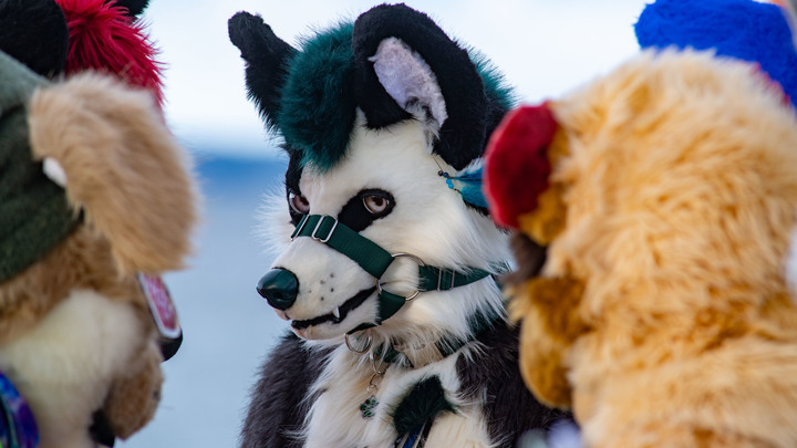 Движение фурри в Горячем Ключе. Сверстники напали на девочку, нарядившуюся в костюм зверя