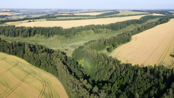 Олигархи захотели приватизировать русский лес. Но получили двойной отпор
