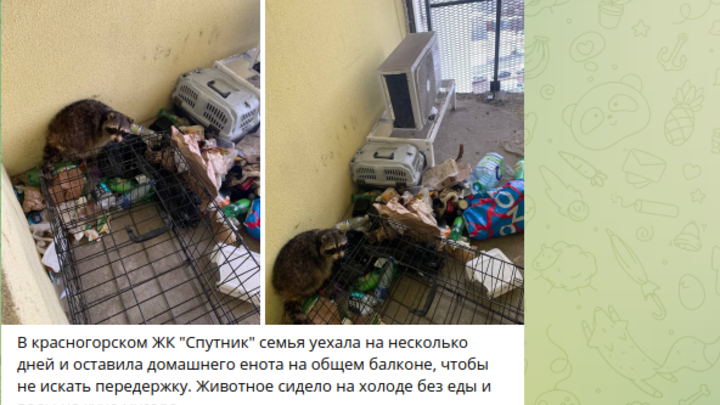Жители Подмосковья заперли на общем балконе своего енота без еды и воды на время отпуска