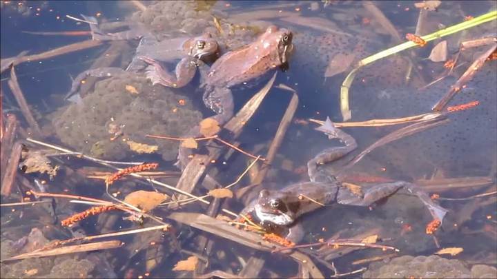 На Таганае насмерть дерутся лягушки