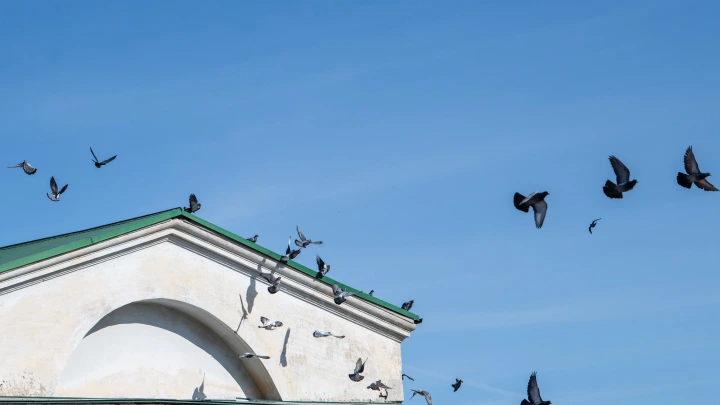 Мутация птичьего гриппа H5 угрожает новой пандемией - ученые бьют тревогу