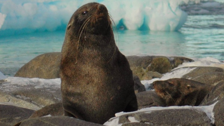 Чётенько ушёл: Морской котик сбежал от своих спасителей