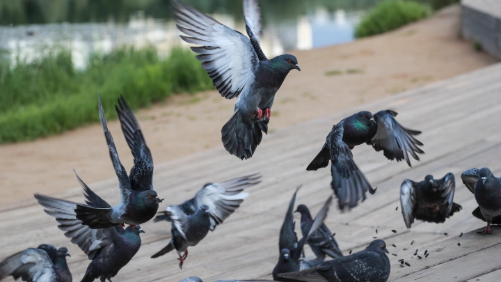 Зачем тебе птичка?: В Париже блогер вместо милого видео о буднях мигрантов получил жёсткое потрясение