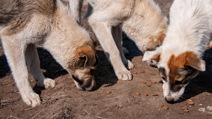 Юные волонтеры помогли бездомным животным в Запорожской области