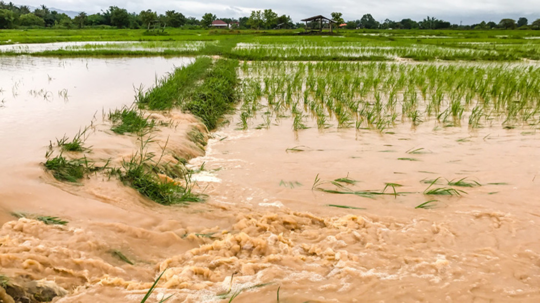 Flood field. Flood field