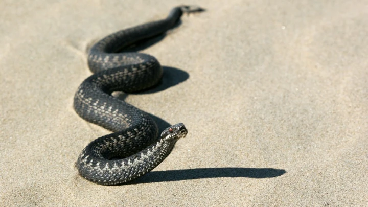 Бали заполонили ядовитые змеи: Пресмыкающиеся атаковали русских туристов
