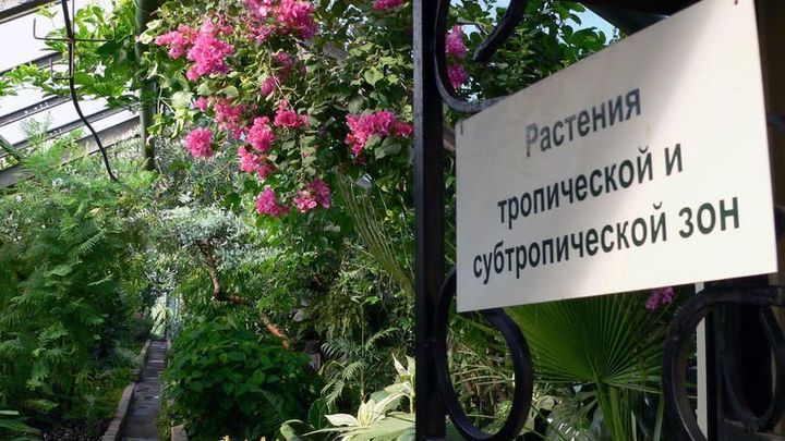 Из холода в тропики: в Чите снова заработал ботанический сад