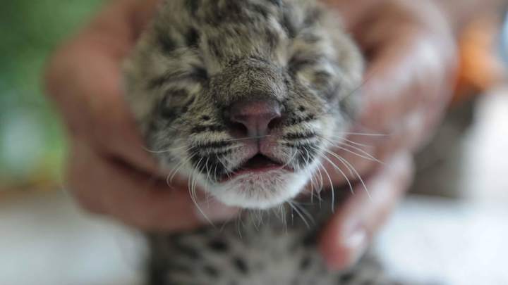 Сочинский нацпарк выбирает имя для новорожденного леопарда