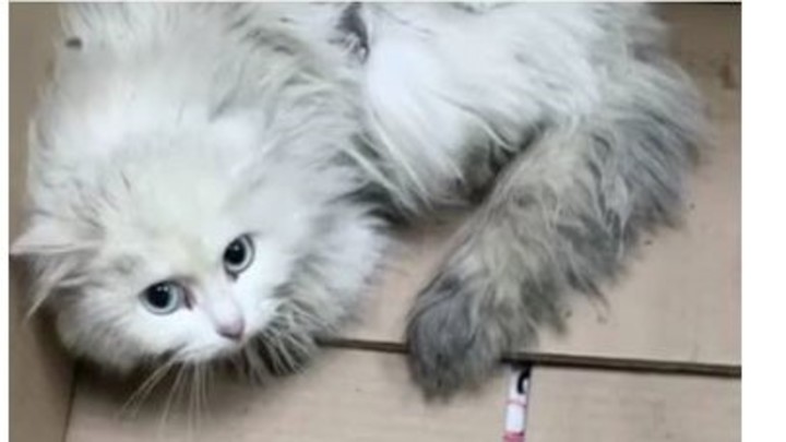 В челябинском автосалоне на осмотре джипа в двигателе нашли кошку
