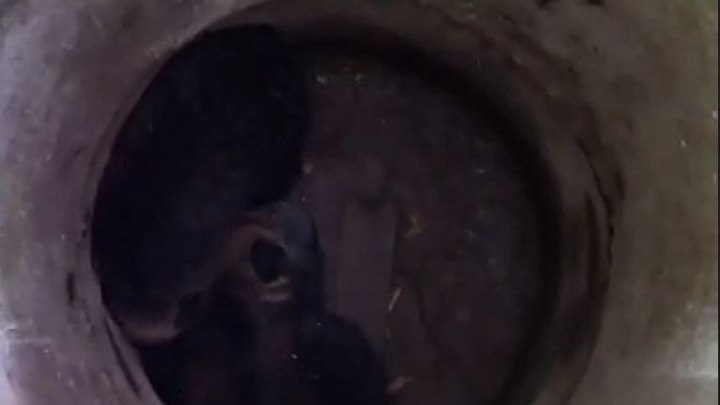 Зоозащитники на Сахалине спасли провалившихся в коллектор двоих медвежат
