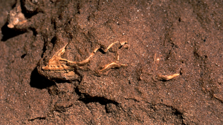 Останки динозавра с крошечными руками обнаружили в Аргентине