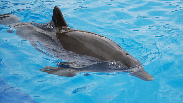 Даже дельфины против ВСУ: Оборона Севастополя изумила Naval News