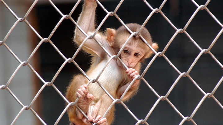 Сила мысли для обезьянки со смузи: Опыты Маска напомнили о военных базах Пентагона