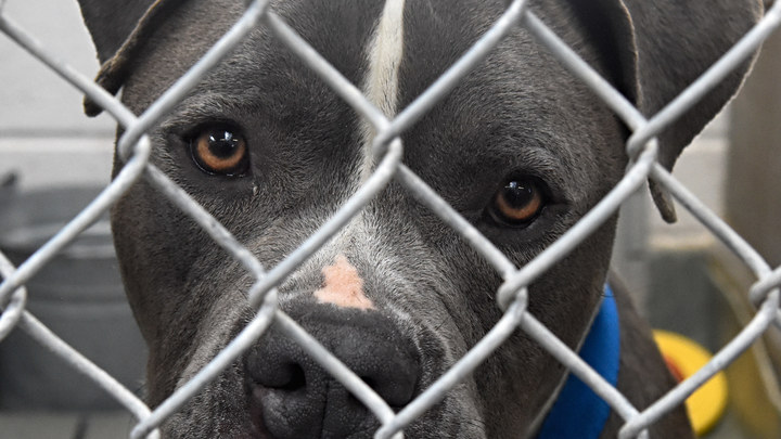 Шокирующий случай в Кишиневе: мужчина в упор расстрелял питбуля за то, что тот напал на жену