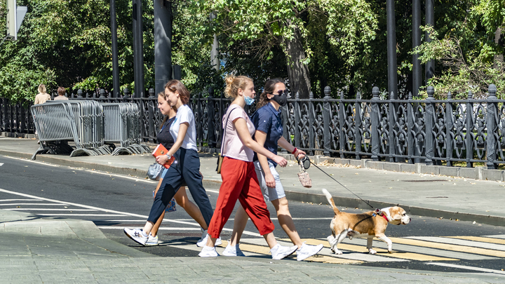 Как это происходит, непонятно: Собачникам советуют быть настороже из-за COVID-19