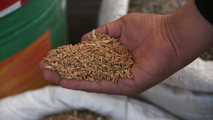 Копируют тактику нацистов: ВСУ подготовили две зерновых провокации