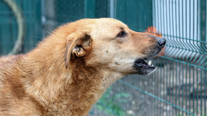 В Геленджике объявлен локальный карантин из-за собак, больных лептоспирозом