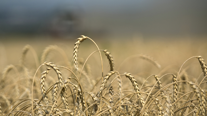 Европа решила наказать Россию зерновым побором: С каждой тонны - по €95