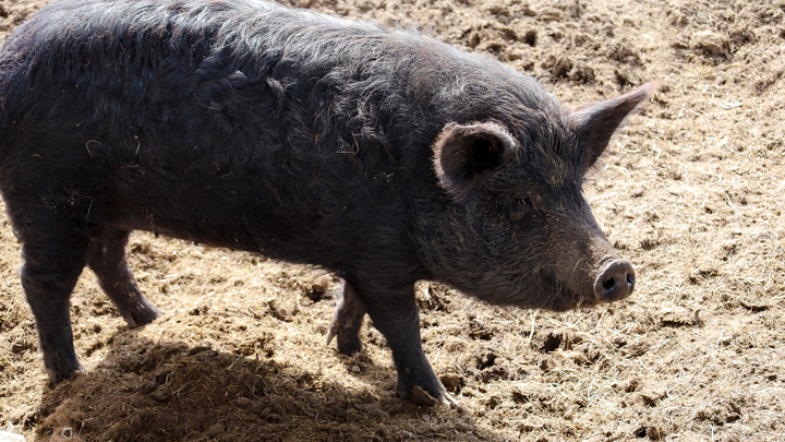 В Крымском районе свинья укусила фермера, перевозившего её в салоне шестёрки