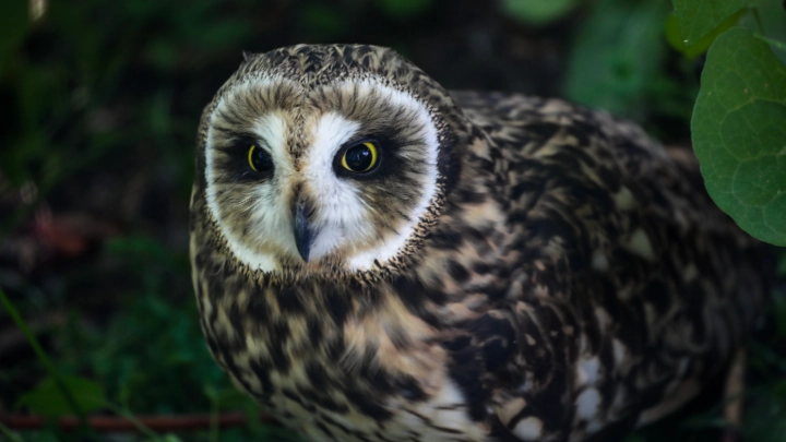 Защита пернатых: в столице усиливают меры по охране редких птиц