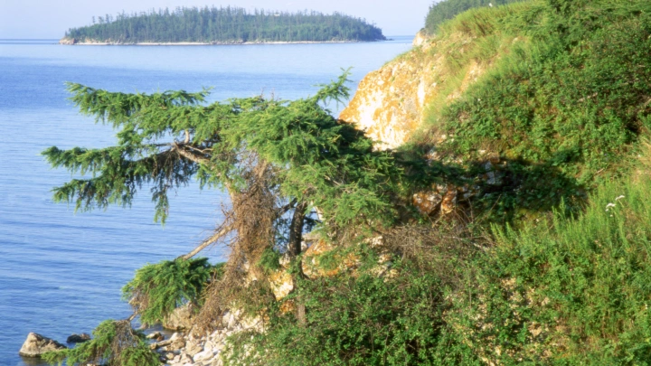 Рубка лесов в экозоне Байкала. Поправка одобрена. Что дальше? Эколог предупредил о главной угрозе