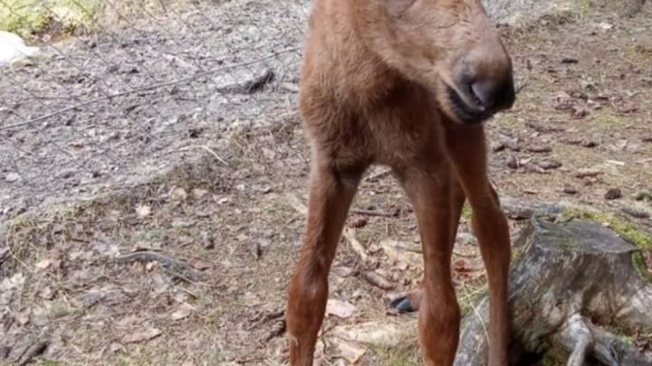 Крупный и активный: в Печоро-Илычском заповеднике родился лосёнок Коля