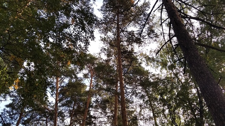 5 класс пожароопасности ожидается в нижегородских лесах