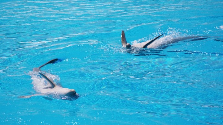 Тайну гибели сотен дельфинов в Чёрном море приоткрыл Росприроднадзор: Не грязь, не вирус